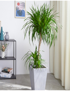 余姚植物租赁方案 余姚植物租赁方案