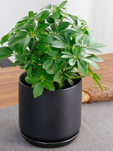 余姚植物租赁方案 余姚植物租赁方案