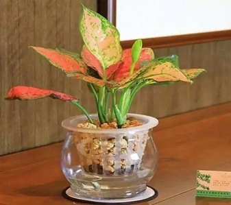 惊了!余姚花卉租摆价格竟藏着这些秘密!