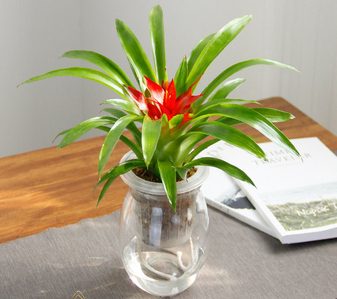 速看!宁波海曙植物租摆价格全知道><div class=