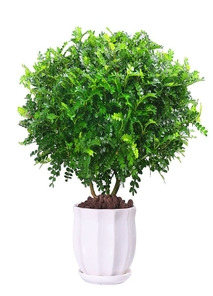 宁波花卉租摆价格实惠><div class=