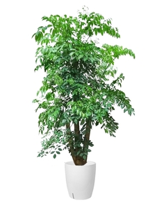 鄞州花木出租服务好 鄞州花木出租服务好