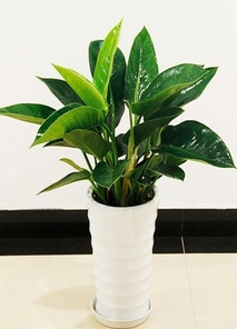 北仑盆景出租价格 北仑盆景出租价格